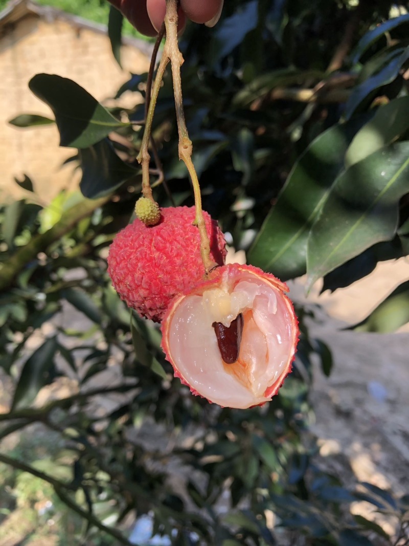 桂味糯米糍荔枝水果黑叶社区团购批发零售电商代发