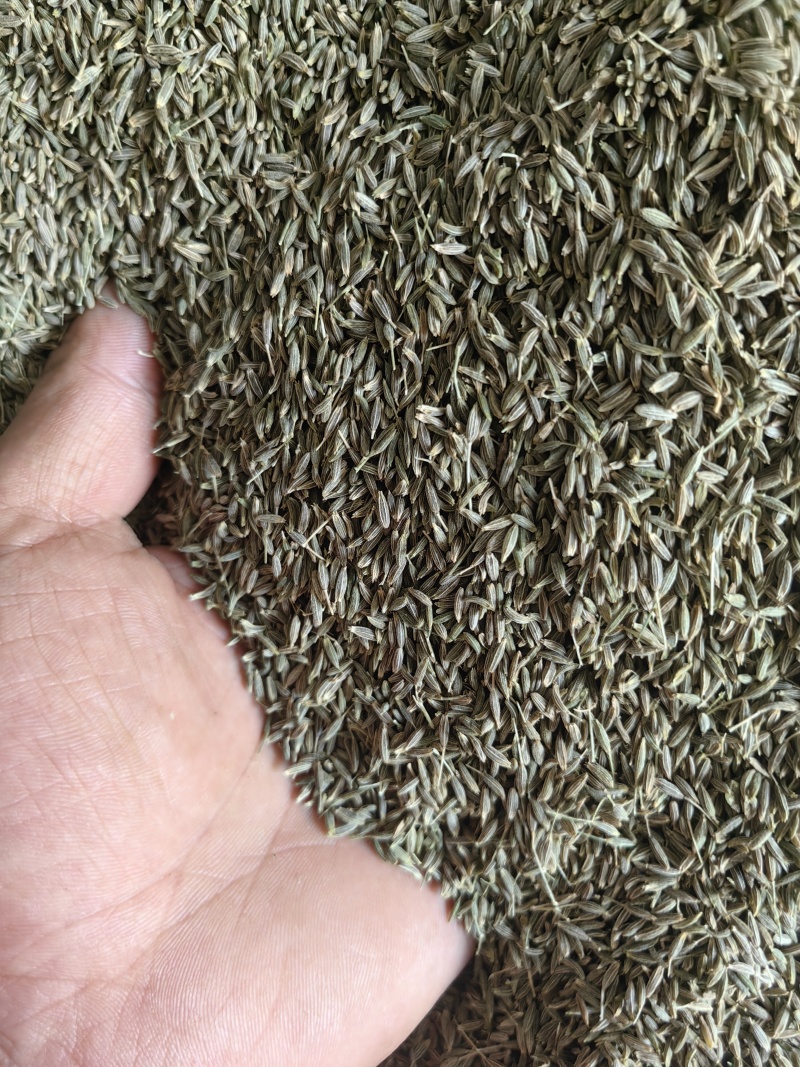 甘肃香料孜然