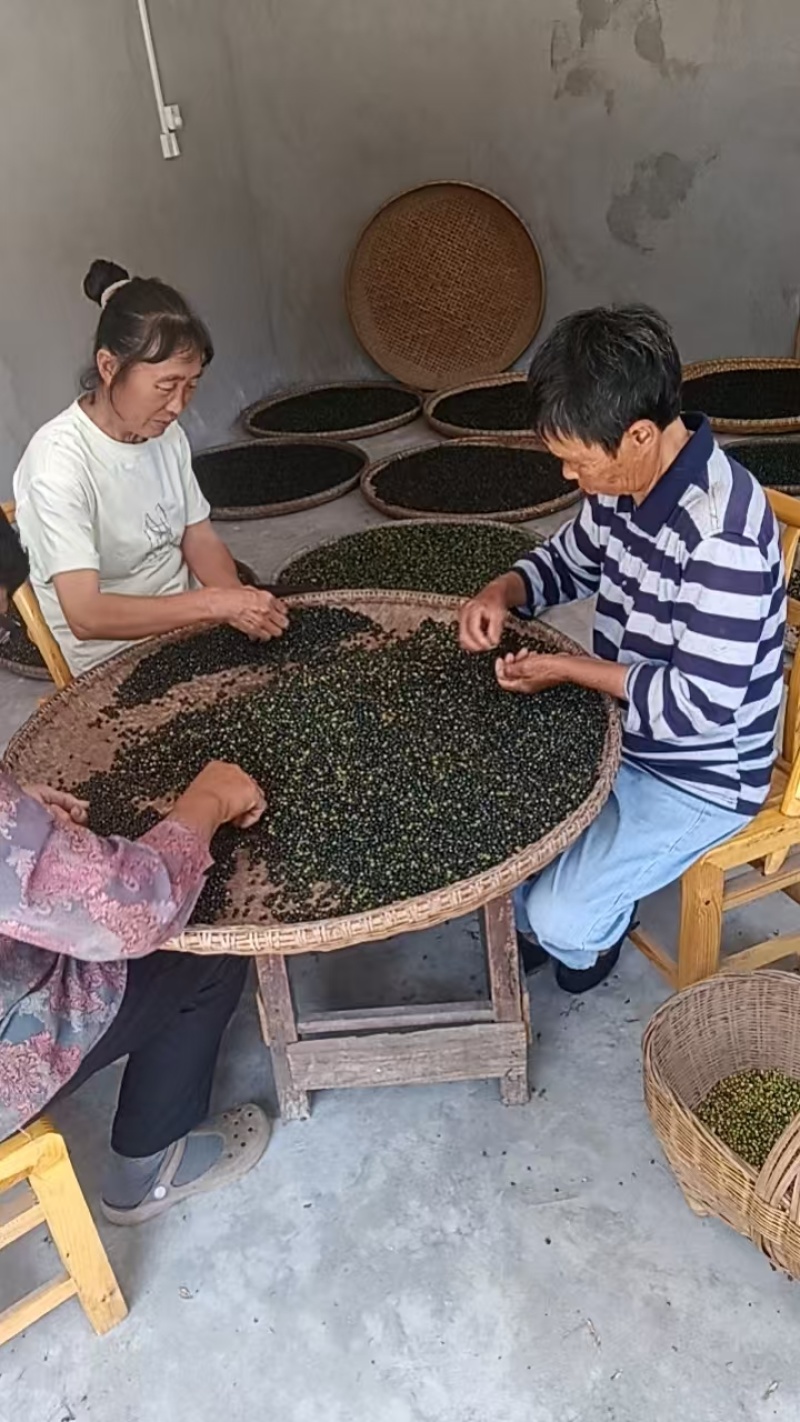 苦木种子，枯木种子供应批发出售中