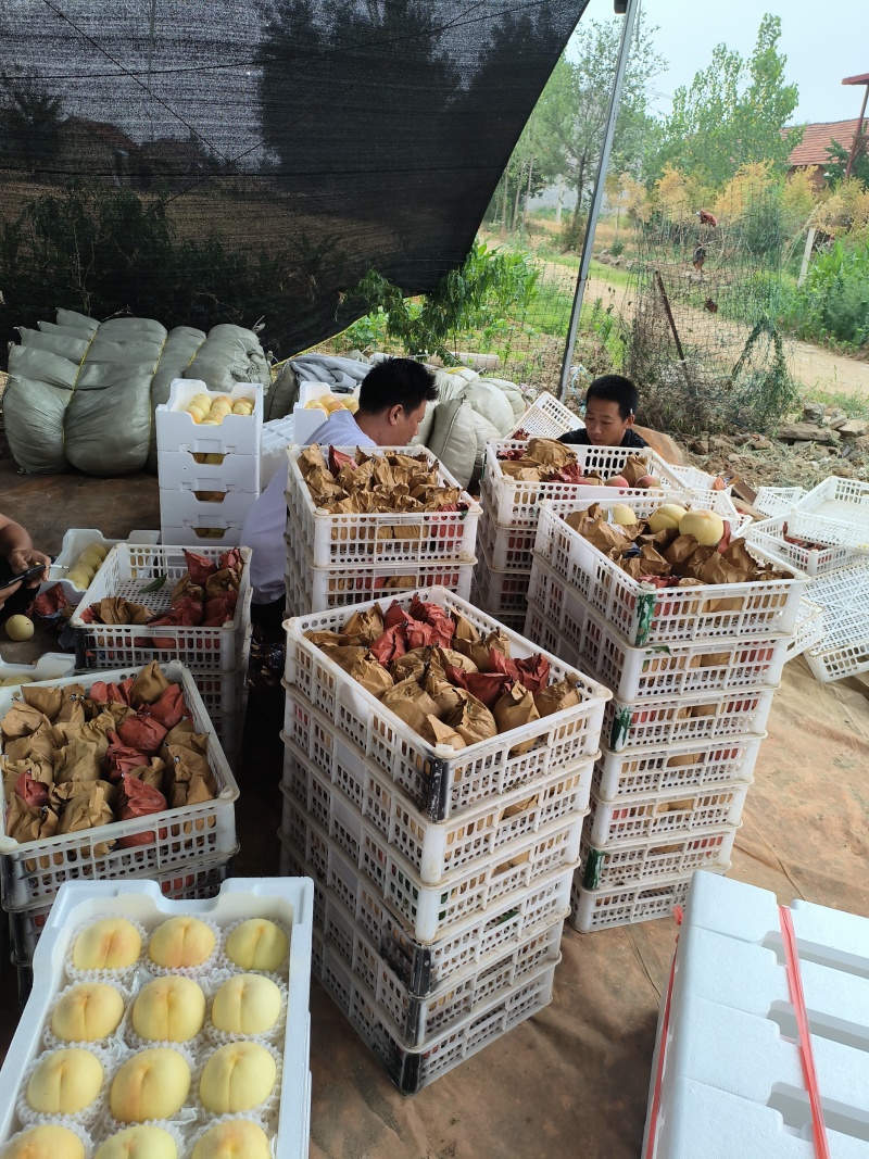 突围白凤桃，可剥纸袋，保不哄没有虫眼。3.2一斤