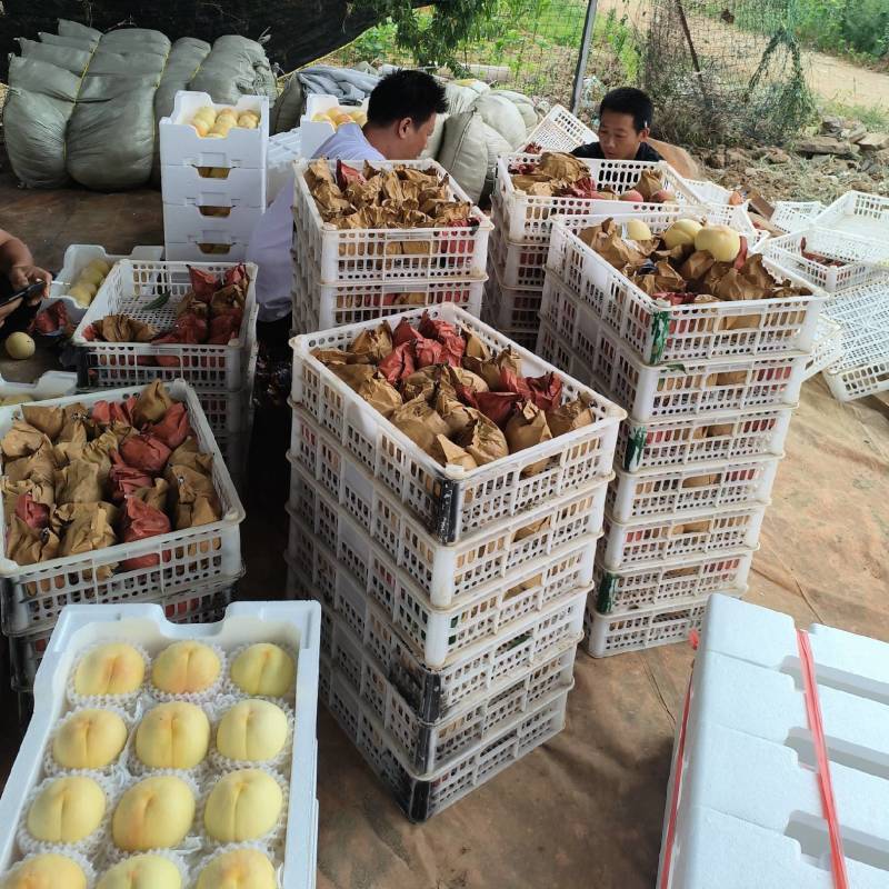 突围白凤桃，可剥纸袋，保不哄没有虫眼。3.2一斤