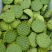 水果莲蓬