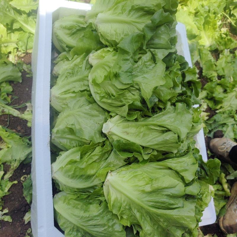 生菜意大利生菜产地直销量大质优价格优惠