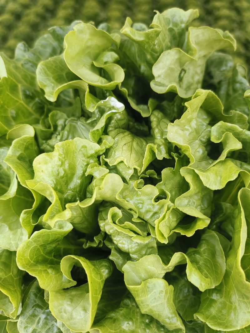 生菜意大利生菜产地直销量大质优价格优惠