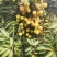 桂味，糯米糍荔枝