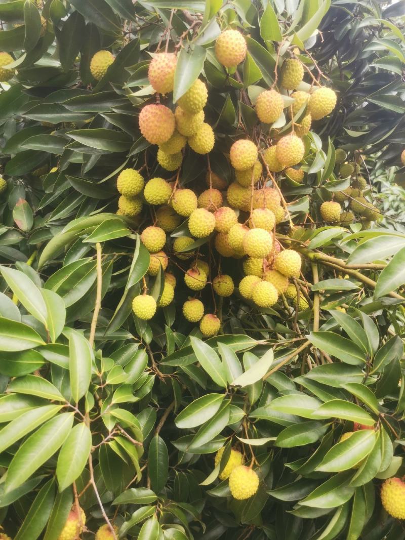 桂味，糯米糍荔枝