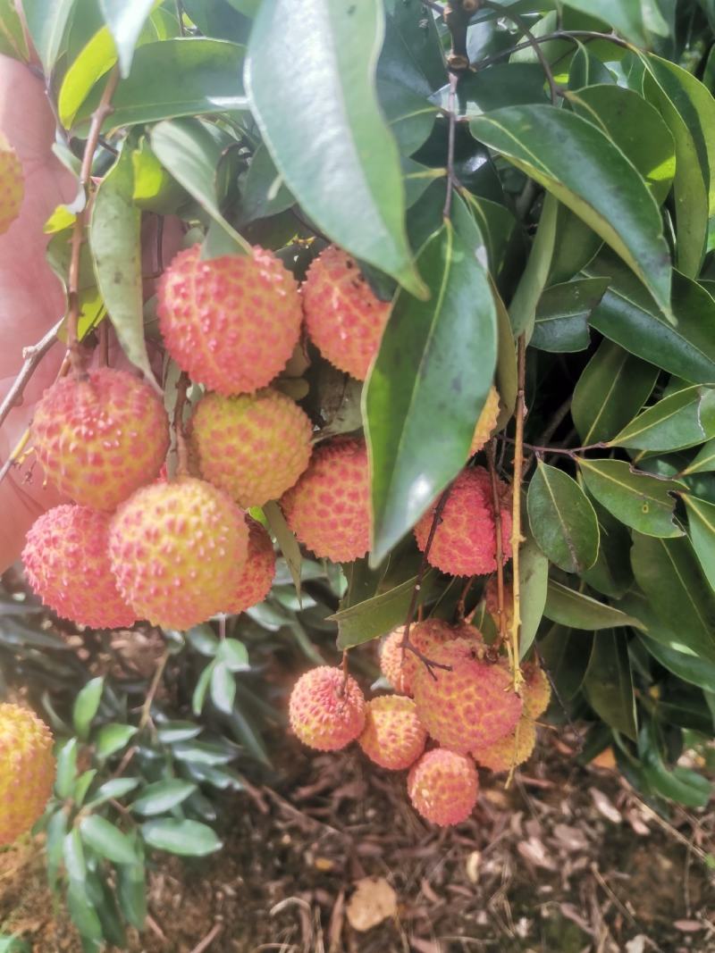 桂味，糯米糍荔枝