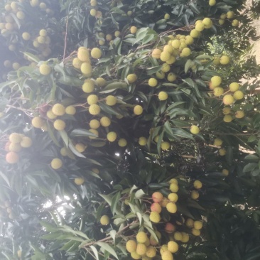 桂味，糯米糍