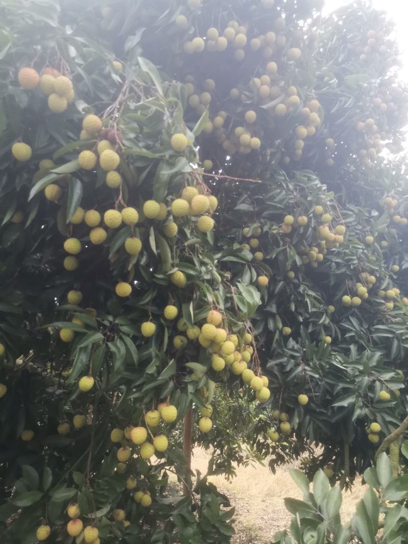 桂味，糯米糍