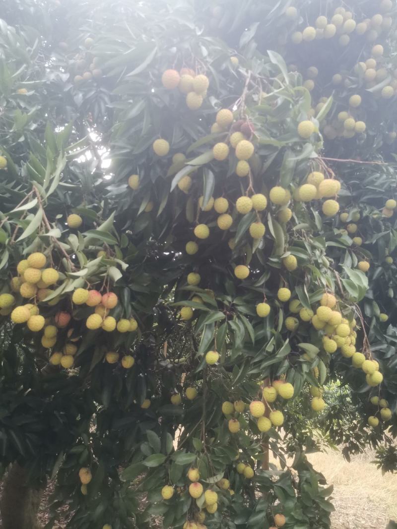 桂味，糯米糍