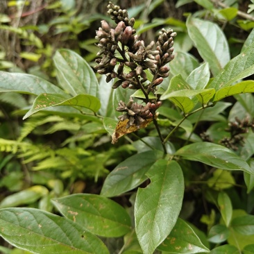 贵州野生香花鸡血藤