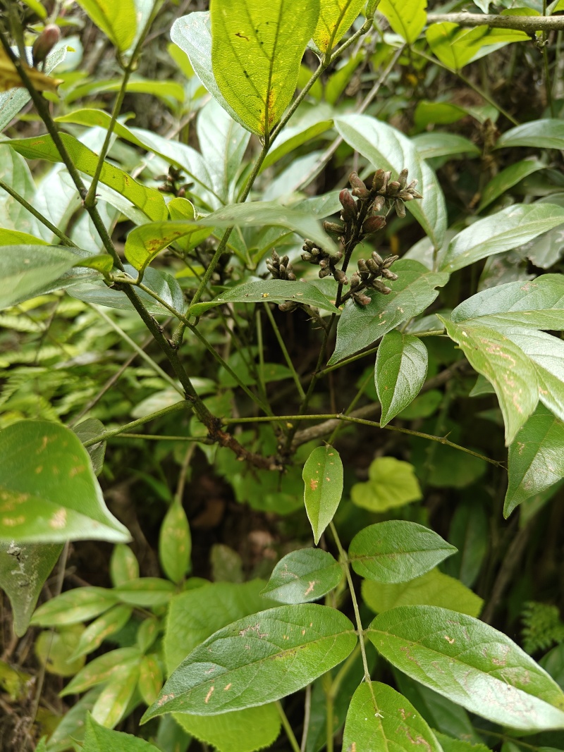 贵州野生香花鸡血藤