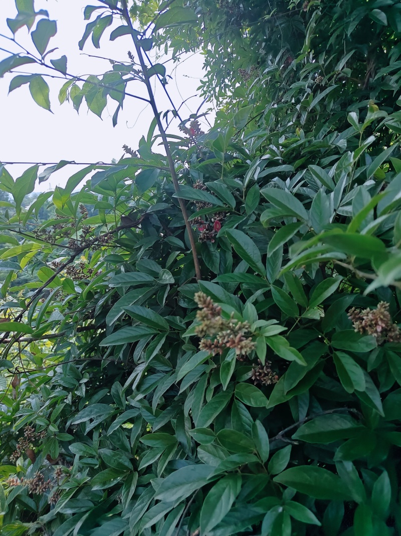 贵州野生香花鸡血藤