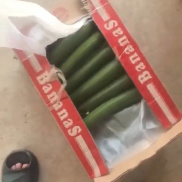 精品油皮丝瓜