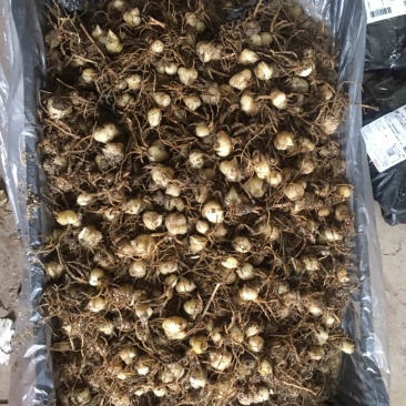 食用甜百合籽球扩繁殖种球抗病能力强生长速度快产量高