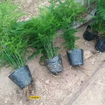 百万基地常年出售精品多芽文竹