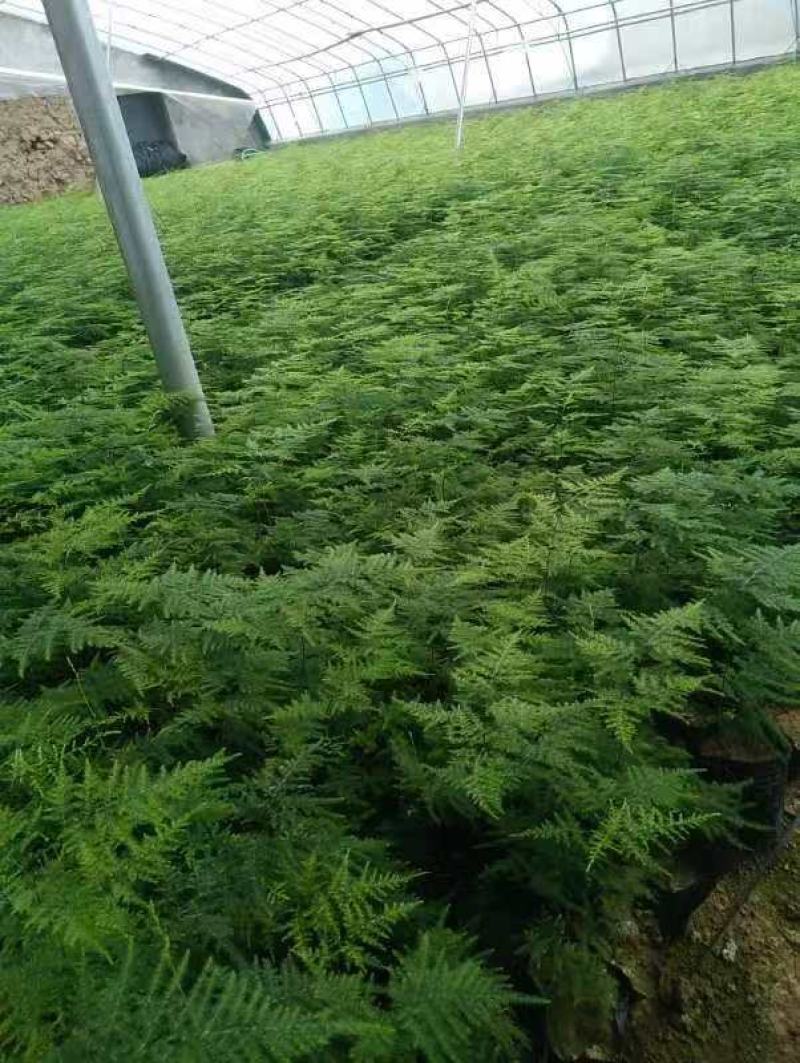 百万基地常年出售精品多芽文竹