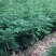 百万基地常年出售精品多芽文竹