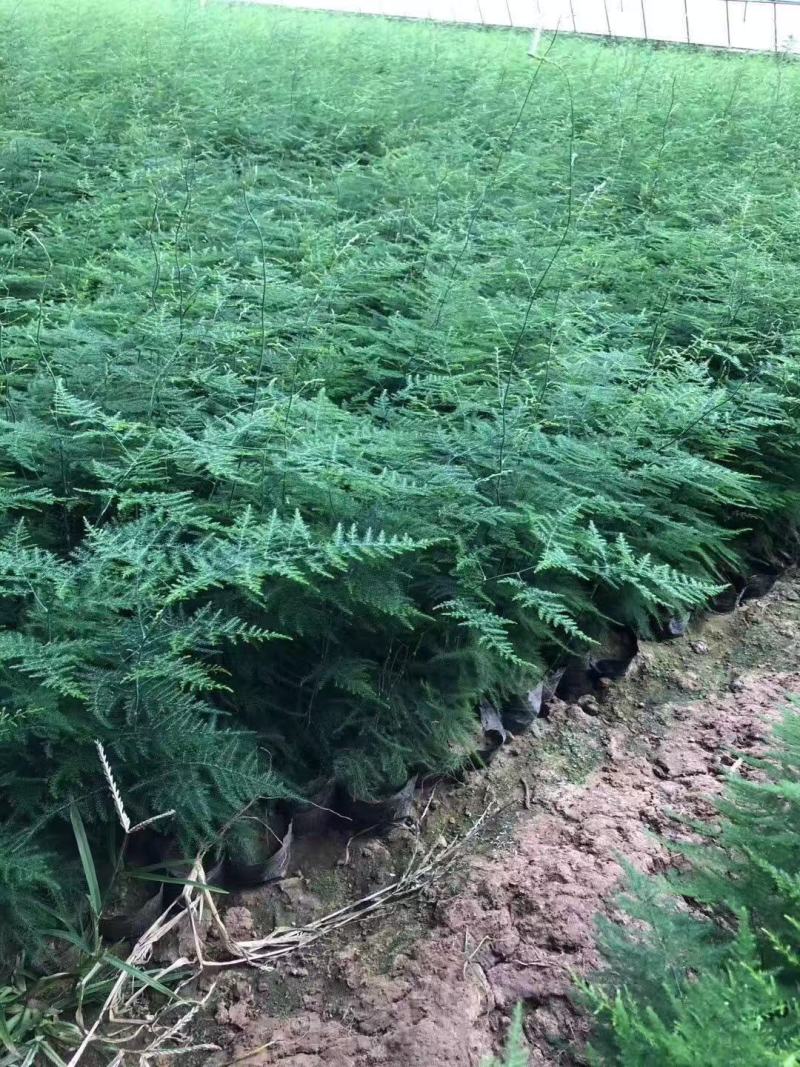 百万基地常年出售精品多芽文竹