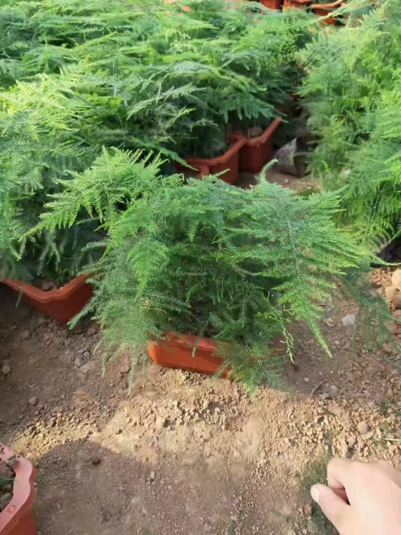 百万基地常年出售精品多芽文竹