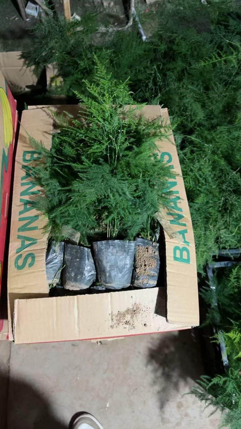 百万基地常年出售精品多芽文竹