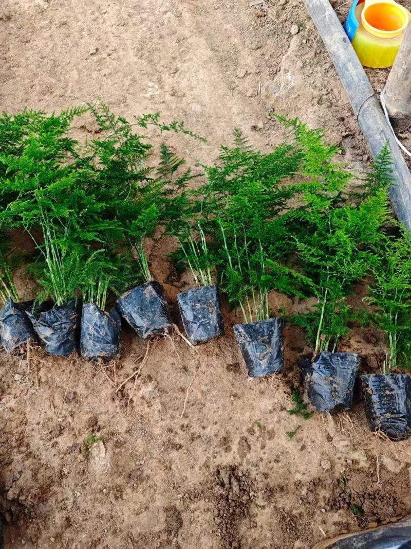 百万基地常年出售精品多芽文竹