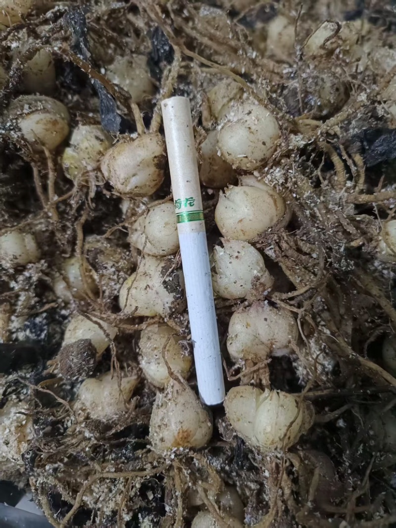 食用甜百合籽球扩繁殖种球抗病能力强生长速度快产量高