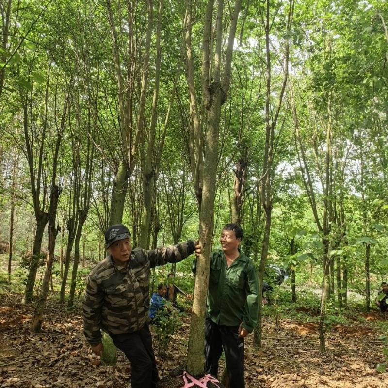 紫荆、宫粉洋紫荆地苗、12—20公分地苗便宜出售