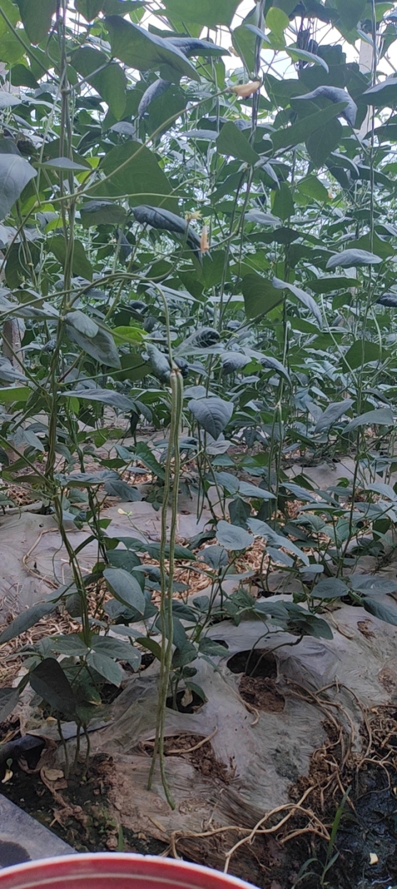 长豆角，现摘现发