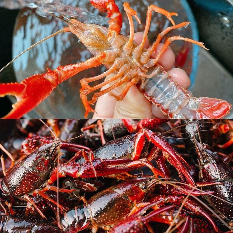 精品潜江清水小龙虾，小中大红虾规格全，可对接电商商超酒店