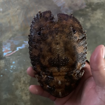 琵琶虾~琵琶虾~琵琶虾~琵琶虾~琵琶虾~琵琶虾~琵琶虾~