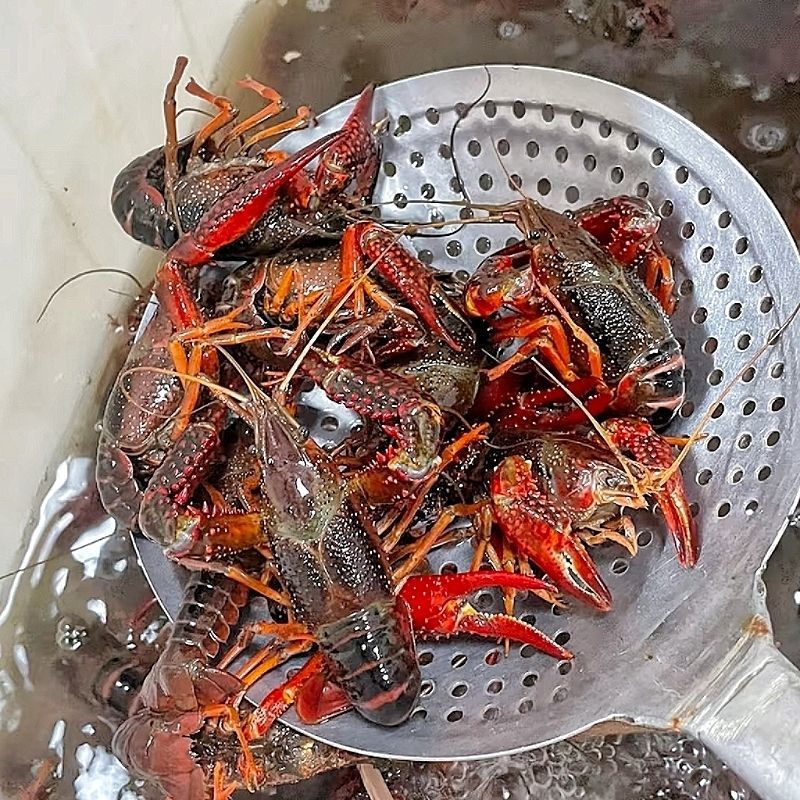 精品潜江清水小龙虾，小中大红虾规格全，可对接电商商超酒店