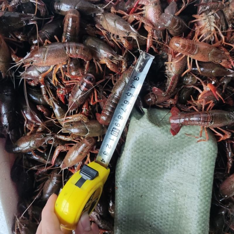 精品潜江清水小龙虾，小中大红虾规格全，可对接电商商超酒店