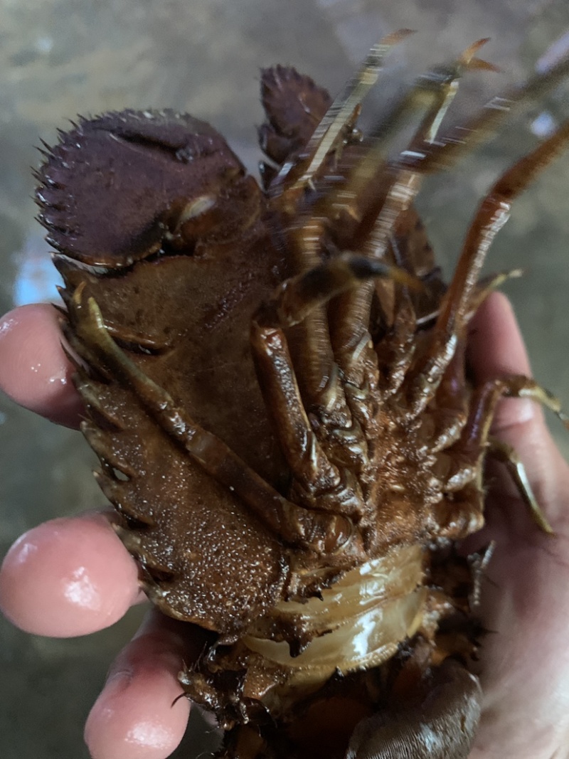 琵琶虾~琵琶虾~琵琶虾~琵琶虾~琵琶虾~琵琶虾~琵琶虾~