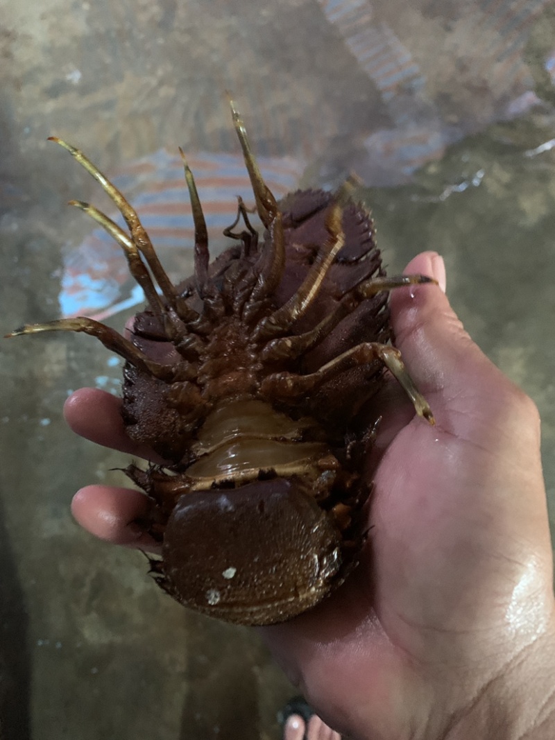 琵琶虾~琵琶虾~琵琶虾~琵琶虾~琵琶虾~琵琶虾~琵琶虾~