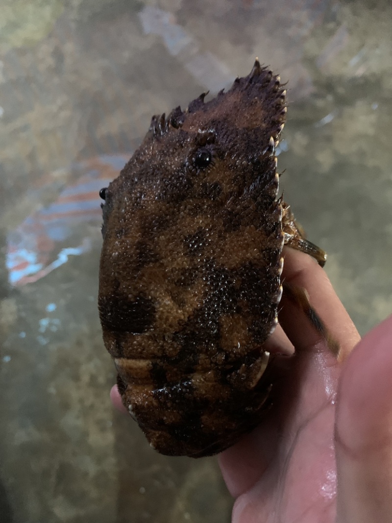 琵琶虾~琵琶虾~琵琶虾~琵琶虾~琵琶虾~琵琶虾~琵琶虾~