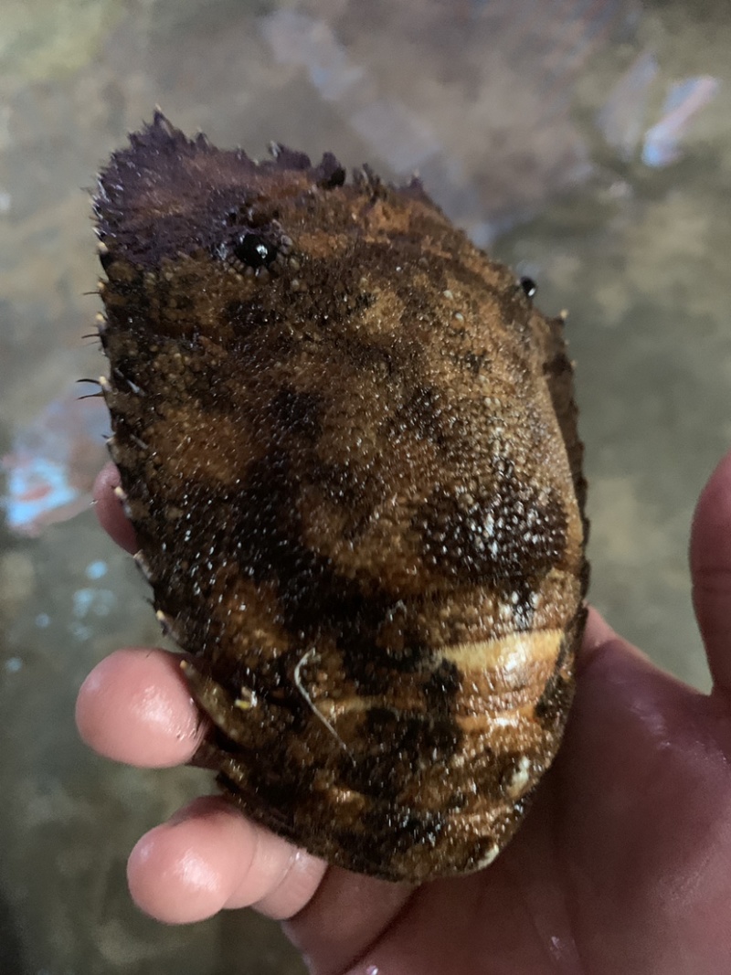 琵琶虾~琵琶虾~琵琶虾~琵琶虾~琵琶虾~琵琶虾~琵琶虾~