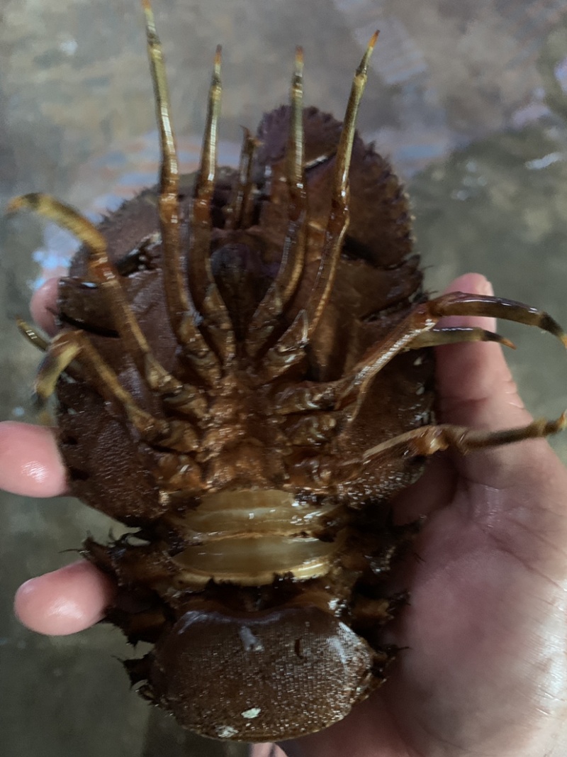 琵琶虾~琵琶虾~琵琶虾~琵琶虾~琵琶虾~琵琶虾~琵琶虾~