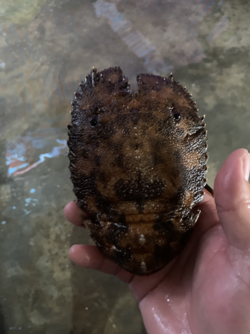 琵琶虾~琵琶虾~琵琶虾~琵琶虾~琵琶虾~琵琶虾~琵琶虾~