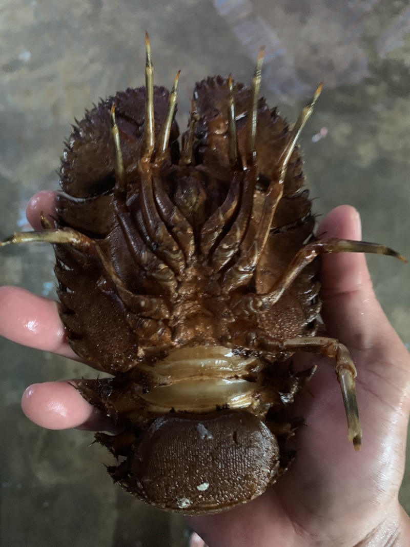 琵琶虾~琵琶虾~琵琶虾~琵琶虾~琵琶虾~琵琶虾~琵琶虾~