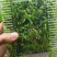 空心芽苗菜/豌豆苗