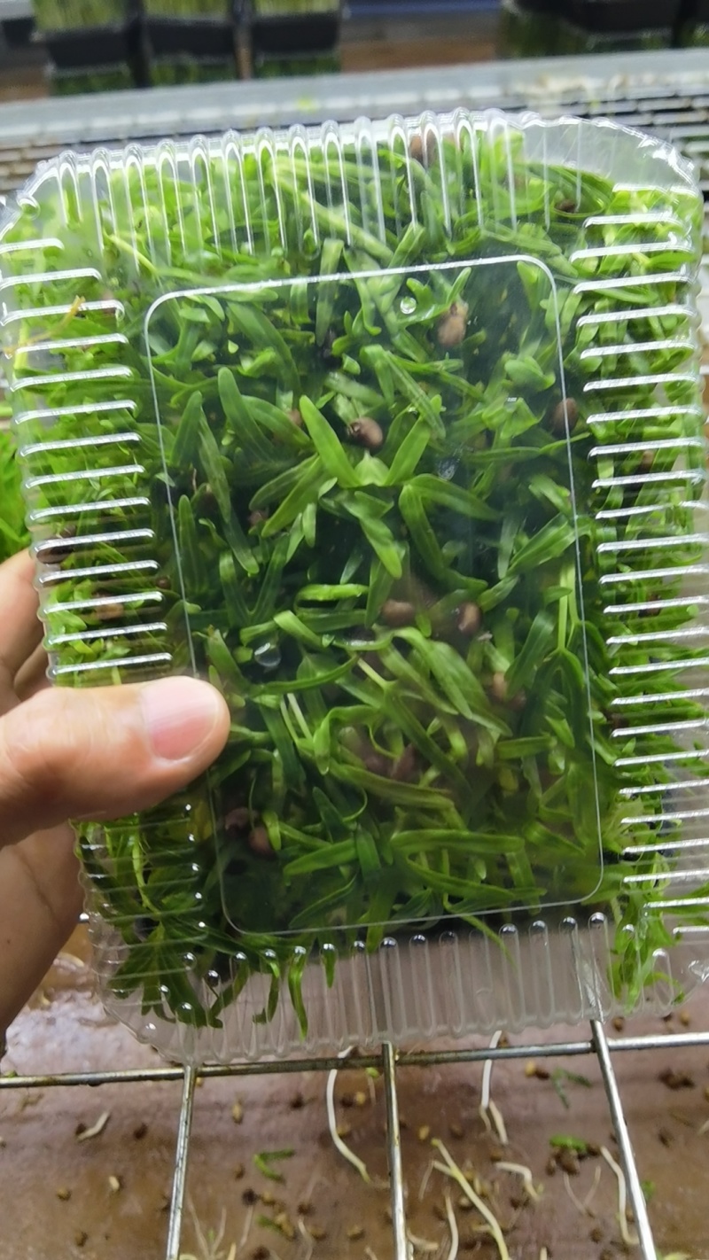 空心芽苗菜/豌豆苗