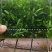 空心芽苗菜/豌豆苗