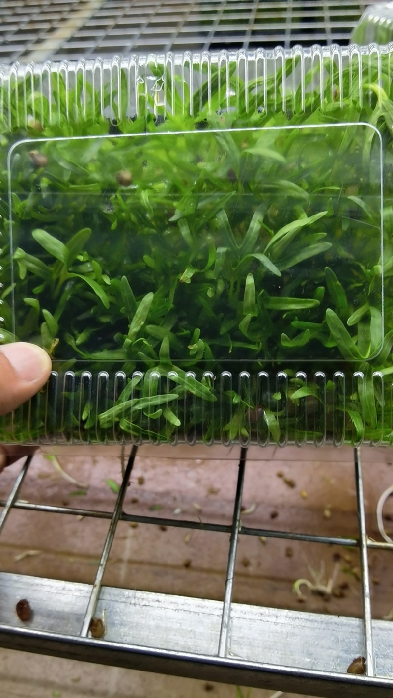 空心芽苗菜/豌豆苗