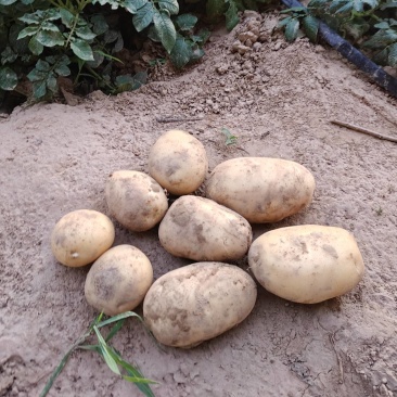 土豆沃土5号产地一手货源，大量现货供应，对接电商市场