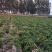 土豆沃土5号产地一手货源，大量现货供应，对接电商市场