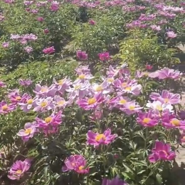 当季赤芍籽