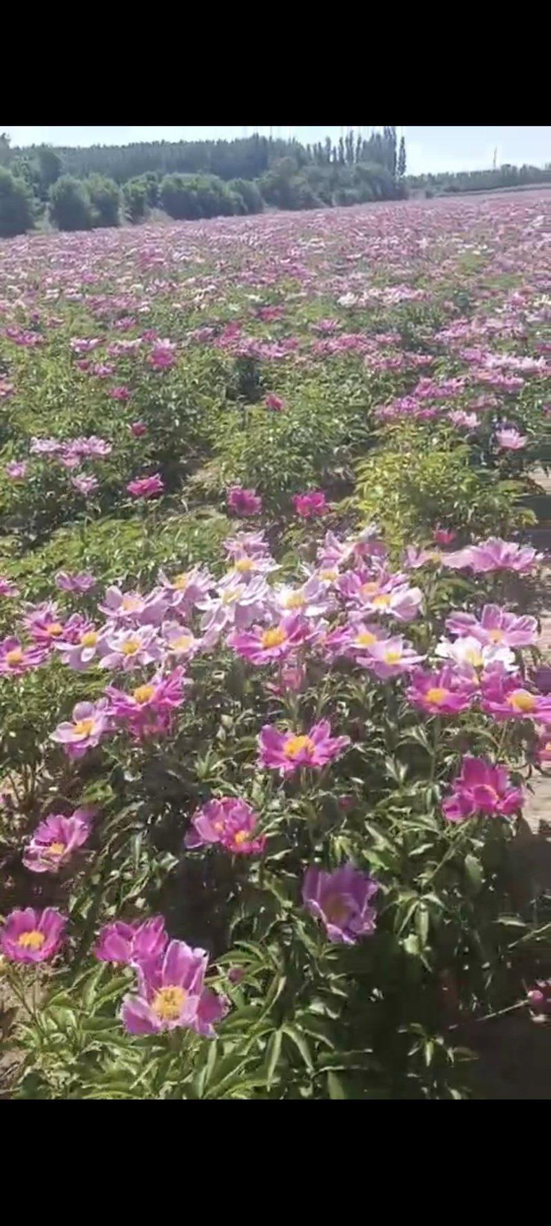 当季赤芍籽