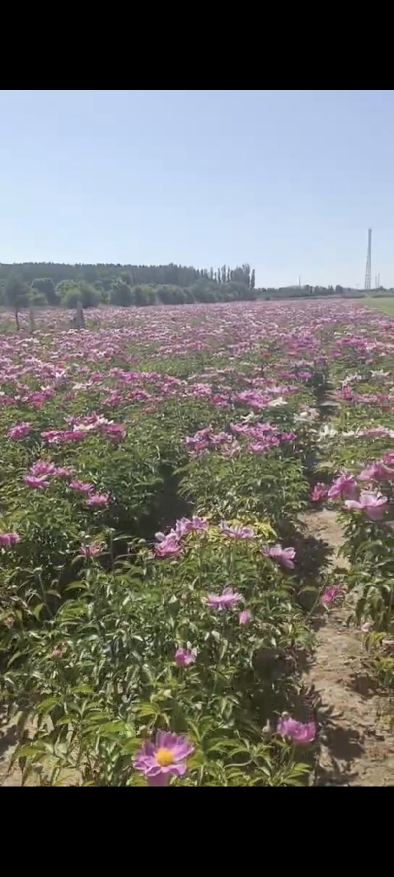 当季赤芍籽