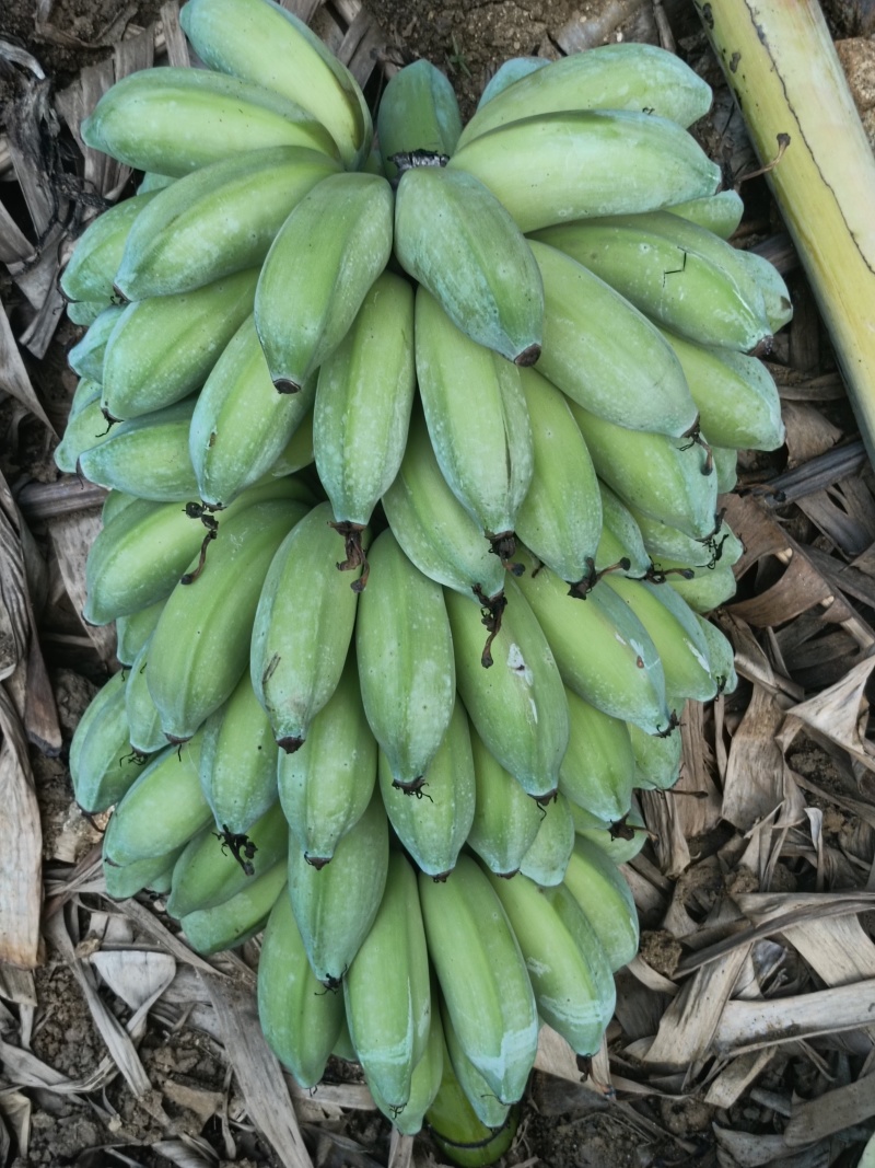 芭蕉